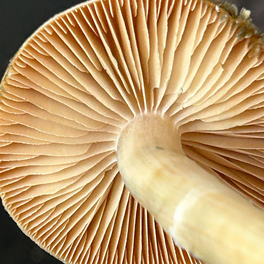 Close-up of the underside of a Golden Teacher magic mushroom, showing its detailed gill structure and pale stem.