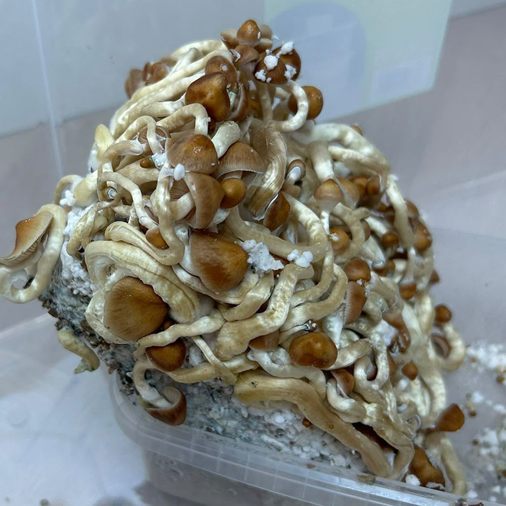 Dense cluster of Golden Teacher magic mushrooms with golden-brown caps and pale stems growing from a colonized mushroom grow kit.