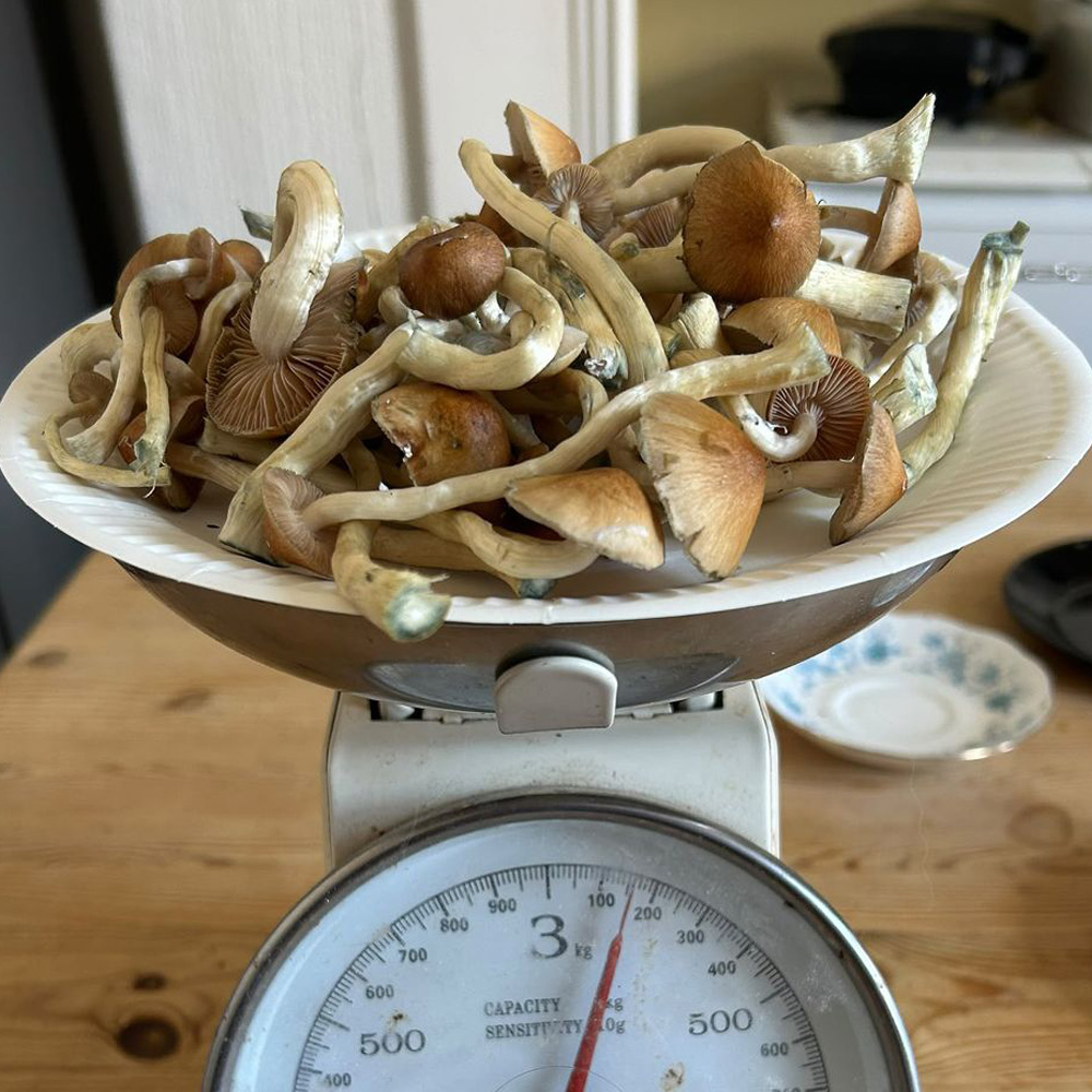 Freshly harvested Golden Teacher magic mushrooms with golden-brown caps and thick stems displayed on a kitchen scale.
 Copy