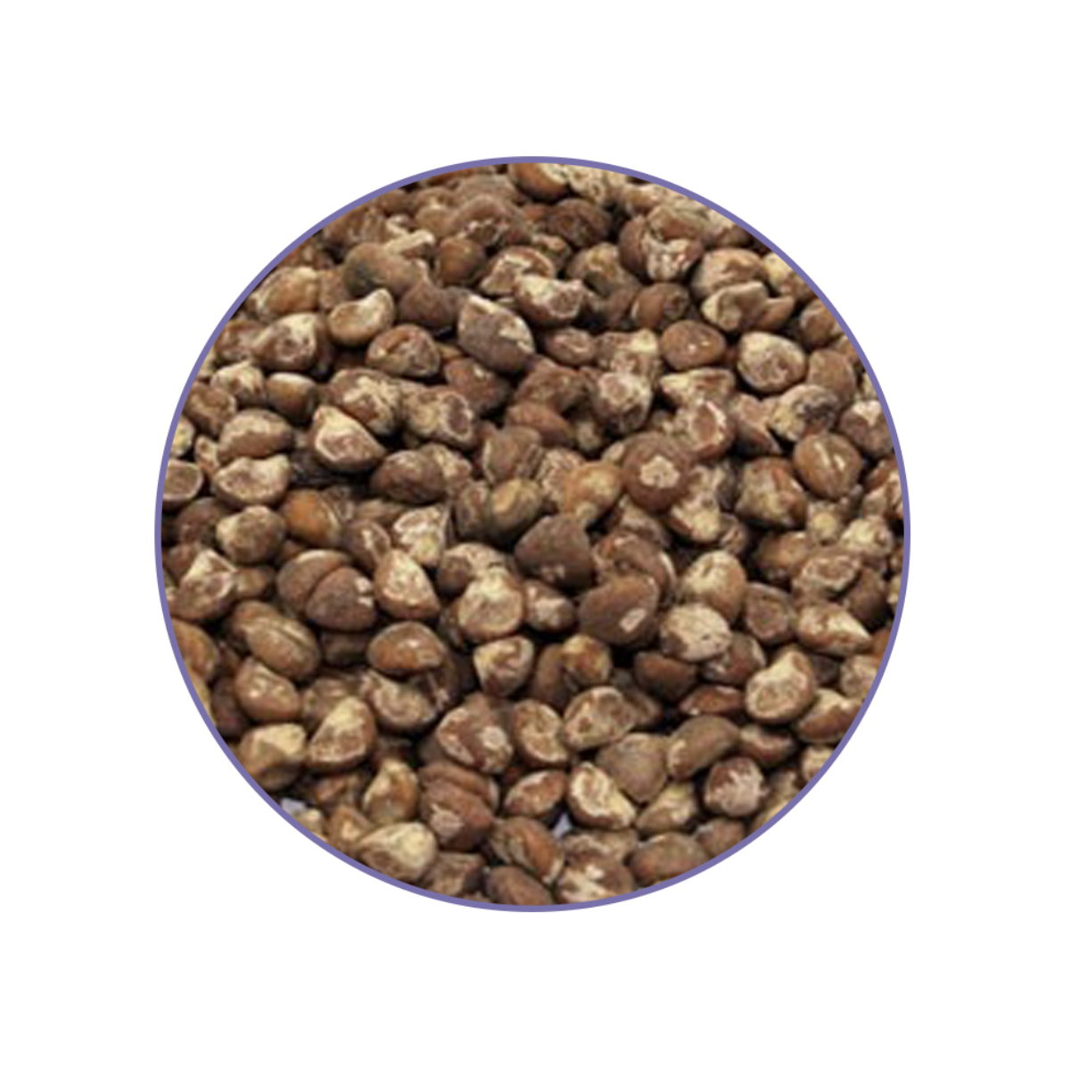 Close-up of brown Baby Hawaiian Woodrose Seeds (Argyreia nervosa) showing their natural texture and appearance