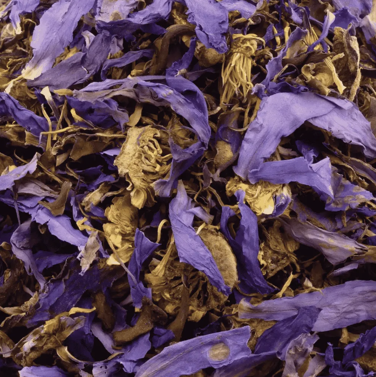 Blue Lotus Flower close-up of dried purple petals and golden yellow centers of Nymphaea caerulea