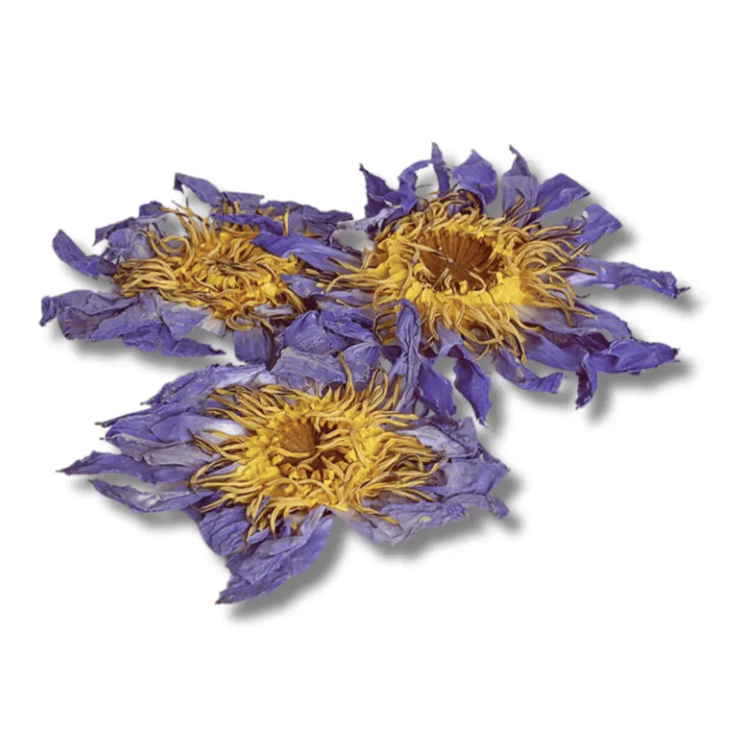 Blue Lotus Flower dried Nymphaea caerulea with purple petals and golden yellow centers
