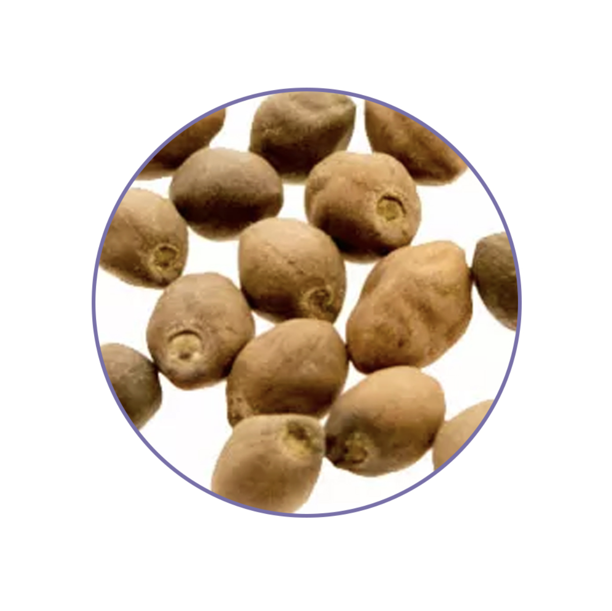 Close-up of Ololiuqui Seeds (Rivea corymbosa) showing their natural brown color, oval shape and textured surface